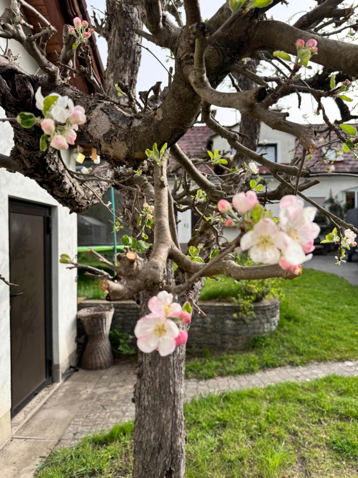 Apartmán Haus Gruber - Valentina & Gabriel In Der Waldheimat Krieglach Exteriér fotografie